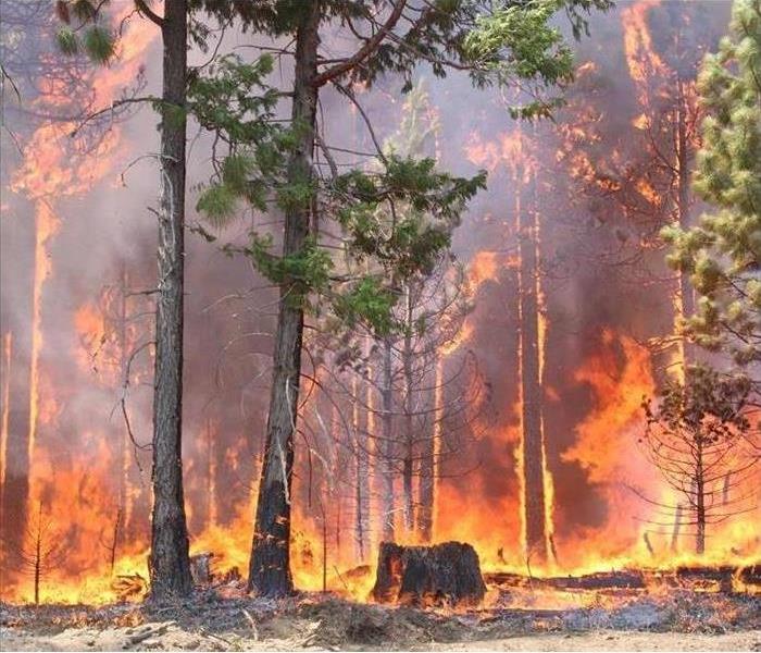 A blazing forest fire. 