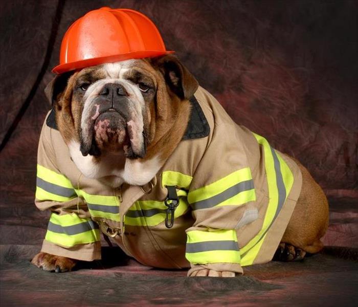 A bulldog wearing a fireman’s coat and hat.